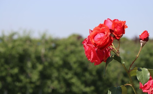 長安慈恩園公墓和霸陵墓園新區(qū)哪個(gè)更便宜