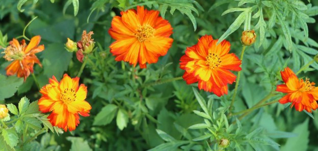 西安陵園現(xiàn)在開(kāi)放了嗎-西安陵園開(kāi)放情況