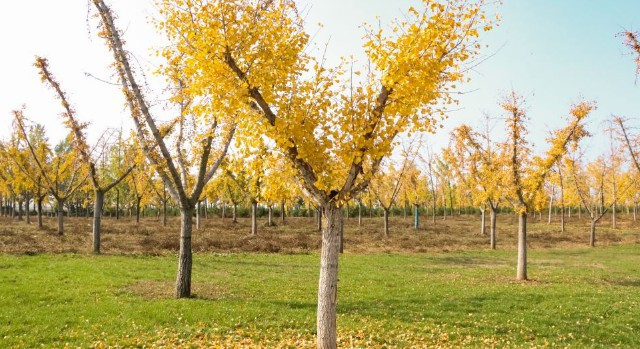 西安九龍山公墓價格使用年限，西安九龍山公墓的價格體系與使用期限