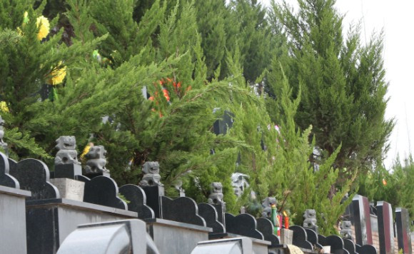 公墓限制多大歲數購買