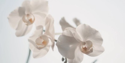 西安市殯儀館安靈苑