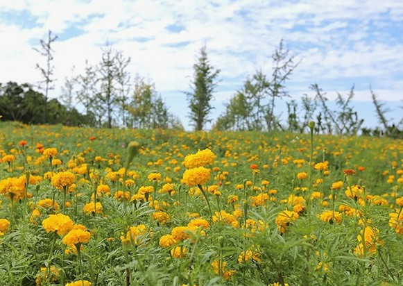 西安高橋骨灰墓園公墓價(jià)格表